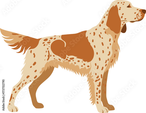 Flat Graphic English Setter Breed Dog Animal Illustration