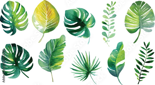 Green leaves big vector collection - Set of graphical elements with various leaf designs in  Collection of green leaves of tropical plants bush