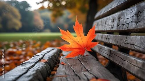 A freshly fallen autumn leaf resting on a weathered wooden bench, sharp details in natural daylight