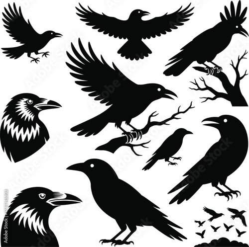 Raven Crow Silhouette Vector Collection Illustration .