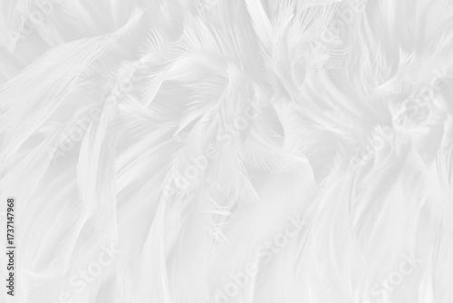 Beautiful white grey bird feathers pattern texture background.