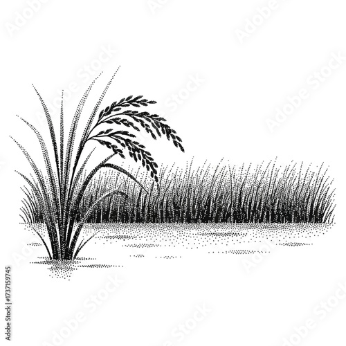 Detailed black and white illustration of rice plants growing in a field of water.