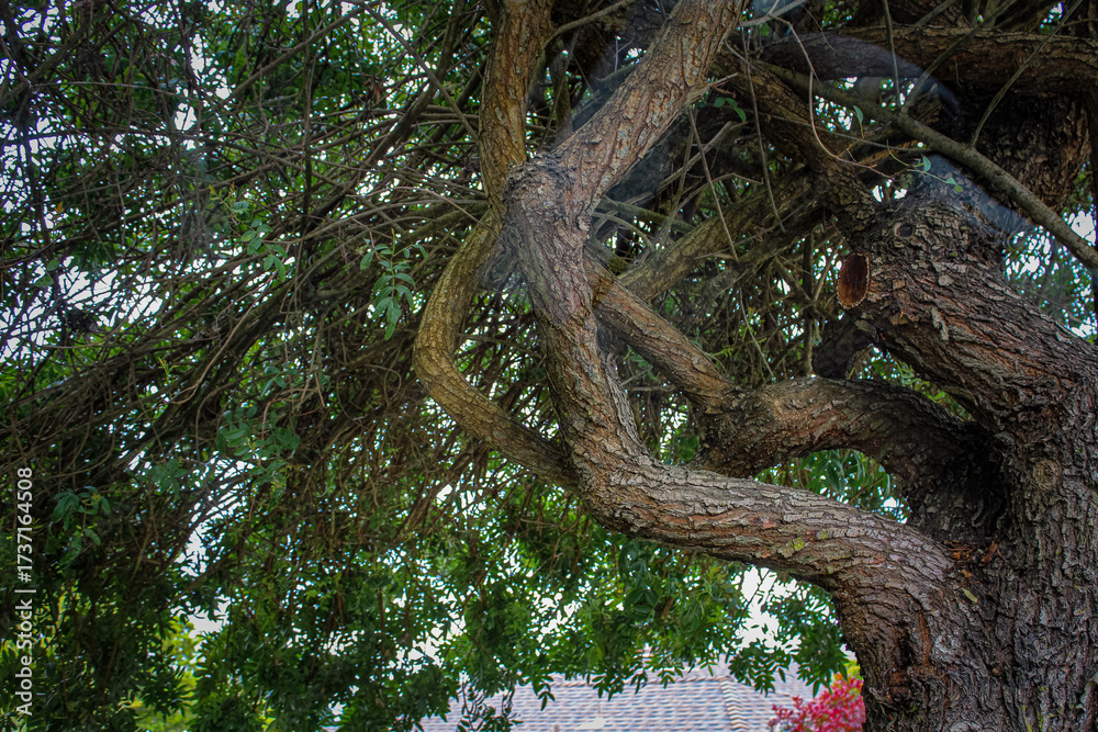 Naklejka premium Twisted tree branches among dense foliage