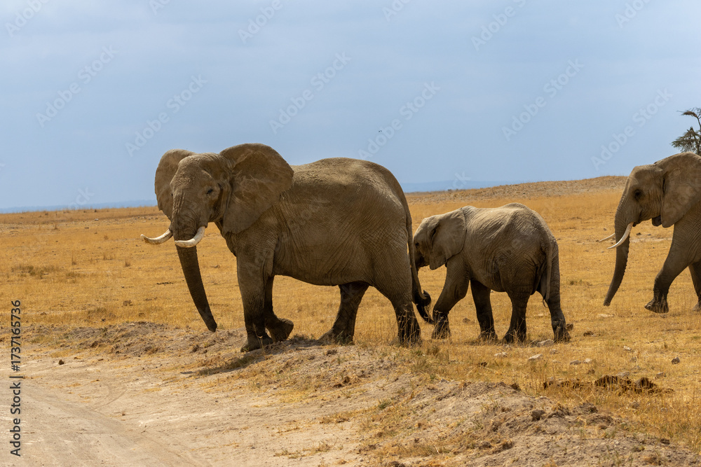 Obraz premium A large African bush elephant mother and calf walking single file on a dusty road in the dry savanna of Amboseli National Park Kenya