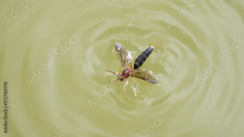 a large wasp appears to tread water with surface tension on the surface of a murky lake