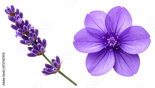  Purple flowers bundle with lavender and violet blooms, isolated on transparent background