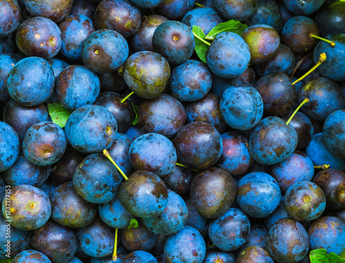 Freshly picked unwashed plums with leaves on rustic background. Shot from above.