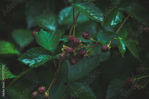 Blackberry bush with mix of unripe red and ripe black berries. Blackberry plant on the farm field.