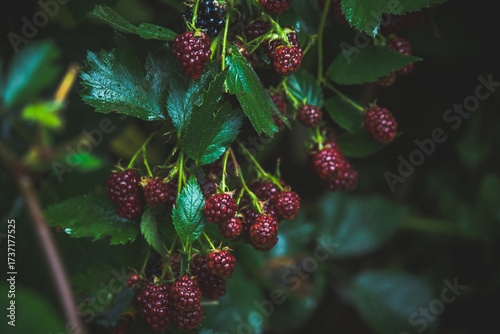 Blackberry bush with mix of unripe red and ripe black berries. Blackberry plant on the farm field.