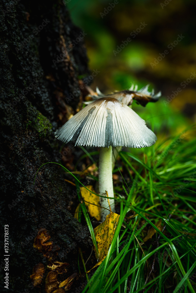 Fototapeta premium Aged armillaria mushroom with intricate gill structure. Wild mushrooms in the forest. Selective focus.