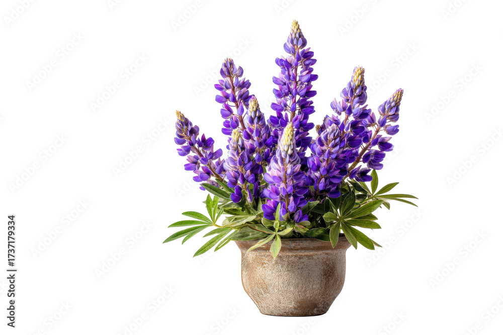 Fototapeta premium Lupine Flower Pot Arrangement on Transparent Background