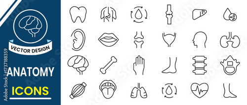 Anatomy icon set. Human body part and organs vector icons collection such as brain structure, skeletal system, eye, nose, mouth, ear, head, hand, nervous, circulatory and Respiratory system.