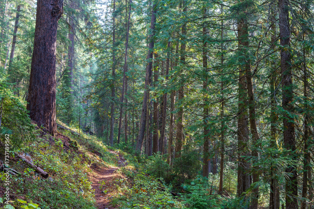 Fototapeta premium Vinal Creek Trail #9