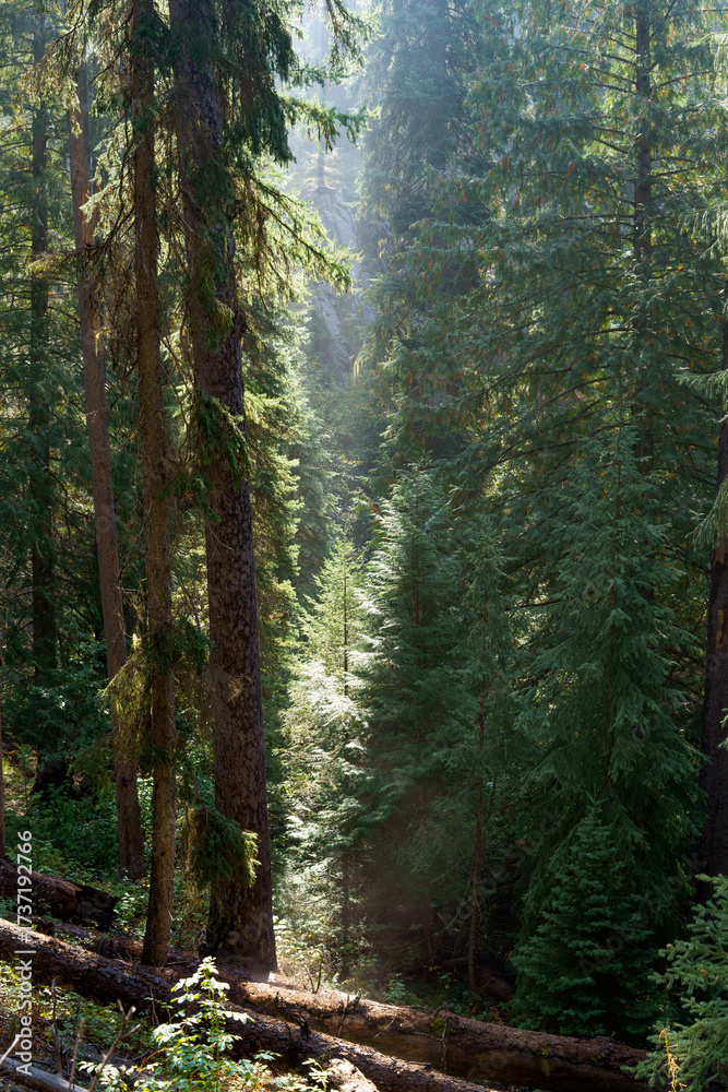 Fototapeta premium Vinal Creek Trail #9