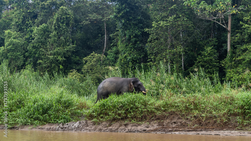 Fototapeta premium A pygmy elephant walks along a clay riverbank through tall green grass. Side view. Thickets of rain forest trees against a blue sky, clouds. Malaysia. Borneo. Kinabatangan River Nature Reserve.