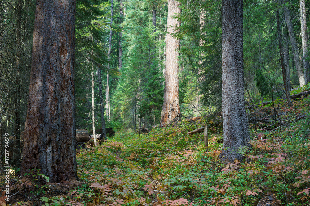 Naklejka premium Vinal Creek Trail #9