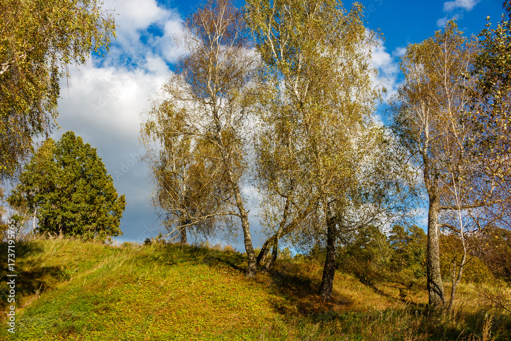Fototapeta premium A colorful green slope covered with birch trees