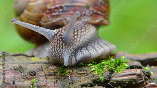 Macro Close Up of a Garden Snail Crawling on Mossy Wood.