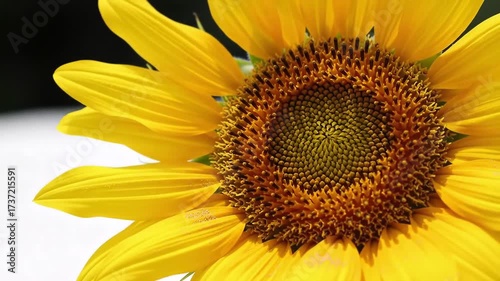 Radiant Sunflower Bloom A CloseUp of Summers Golden Beauty.