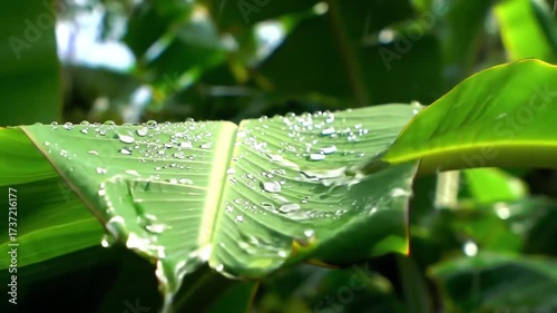 Raindrops Glistening on a Lush Green Banana Leaf After a Storm.
