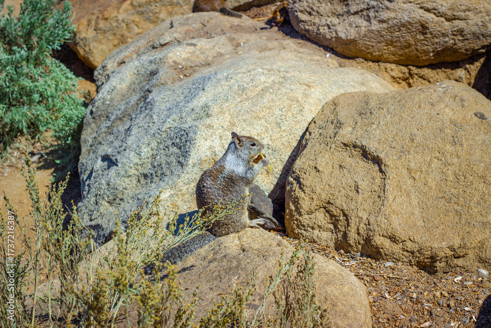 Fototapeta premium Squirrel on a rock eating seeds among dry vegetation
