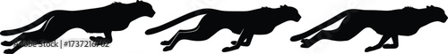 Three cheetahs in silhouette running the graceful feline predators are captured in dynamic poses, showcasing their speed and agility