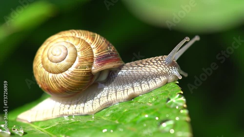 Snails Journey A Slow and Steady Climb on Green Leaf.