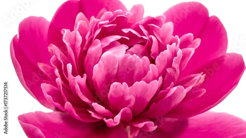 Timelapse of a beautiful pink peony flower blooming.