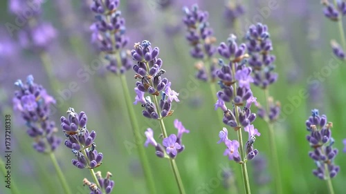 Vibrant Purple Lavender Flowers Blooming in a Lush Green Field.