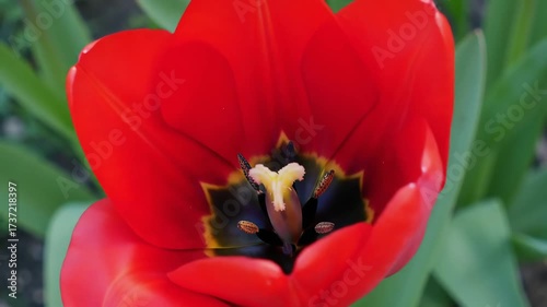 Vibrant Red Tulip Flower Blooming in a Spring Garden 1.