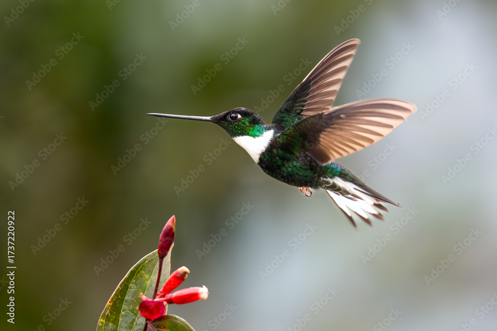Fototapeta premium Collared Inca hummingbird feeding from Psammisia ecuadorensis flower in Ecuador cloud forest