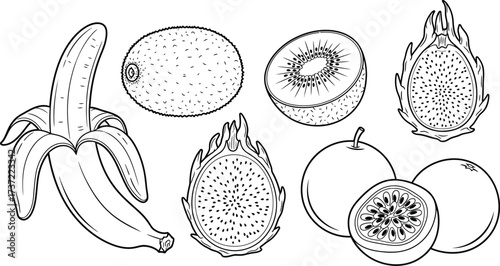 Vector art of tropical fruits in line art style