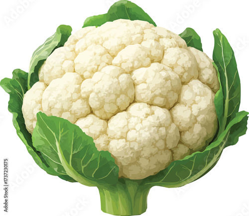 Fresh, healthy cauliflower with vibrant green leaves