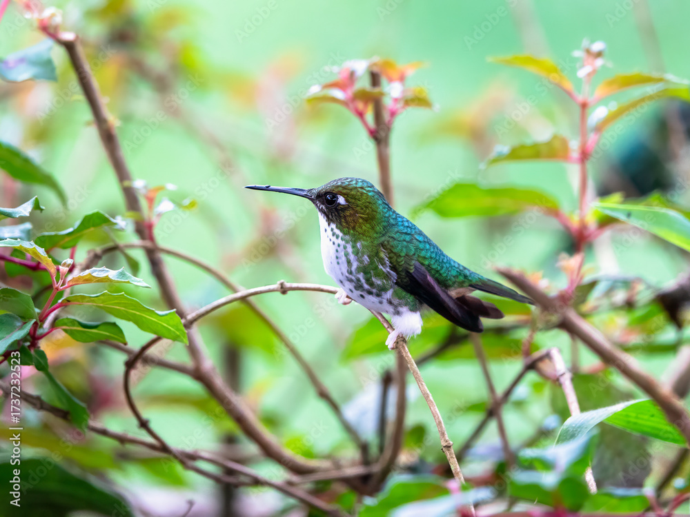 Fototapeta premium White-booted Racket-tail Hummingbird Perched in Lush Green Cloud Forest Habitat