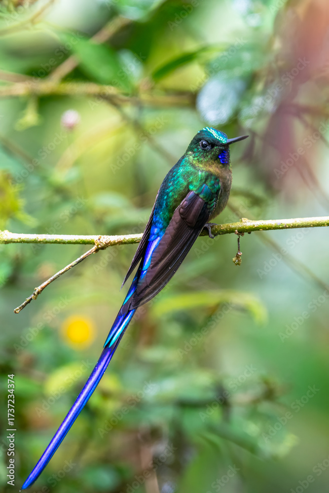 Fototapeta premium Violet-tailed Sylph (Aglaiocercus coelestis) perched gracefully on a moss-covered branch in its natural habitat