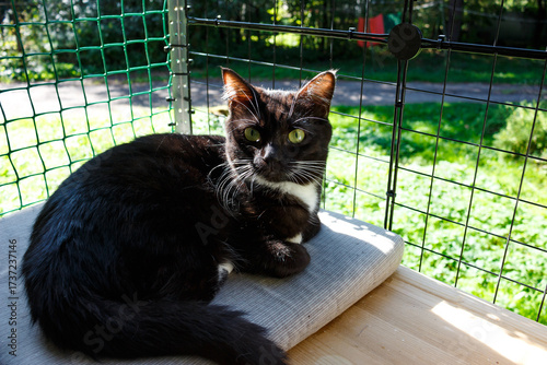 A black cat rests on a mesh-enclosed cat balcony