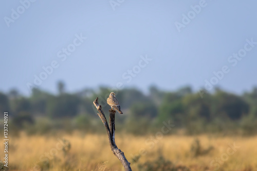 Photos Common kestrel or european kestrel or Falco tinnunculus bird perched on branch d