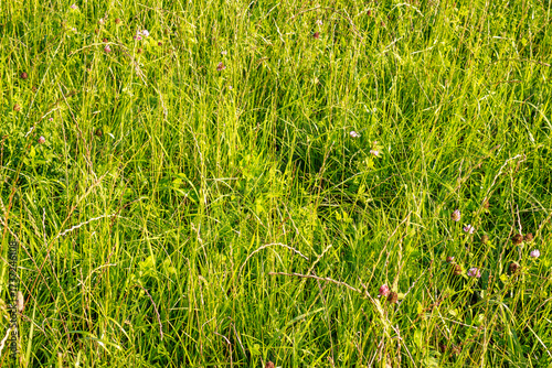 Lush green grass in a field