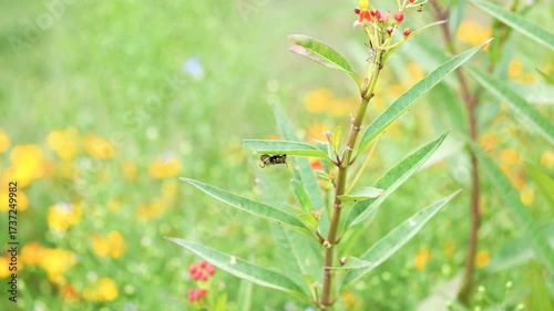 medium wide shot of a monarch caterpillar twitching and jerking on a tropical milkweed