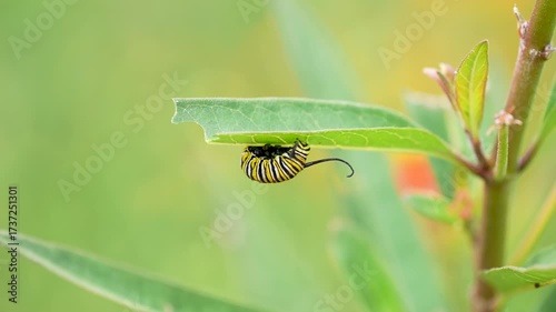 a monarch caterpillar twitches and jerks on the underside of a tropical milkweed leaf