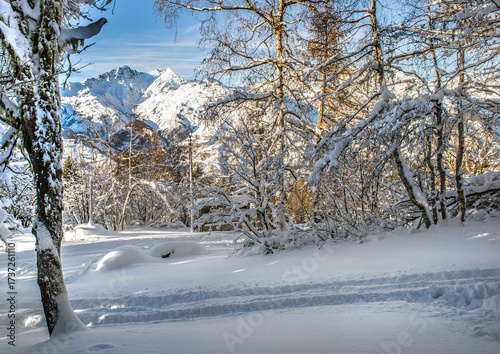 wood covered with fresh snow and mountain in the background in the French Alps