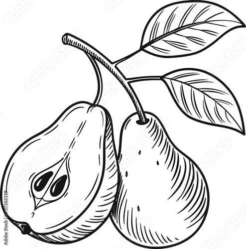 Hand drawn pear illustration isolated on white background shows a whole and a half pear with leaves in a black and white sketch