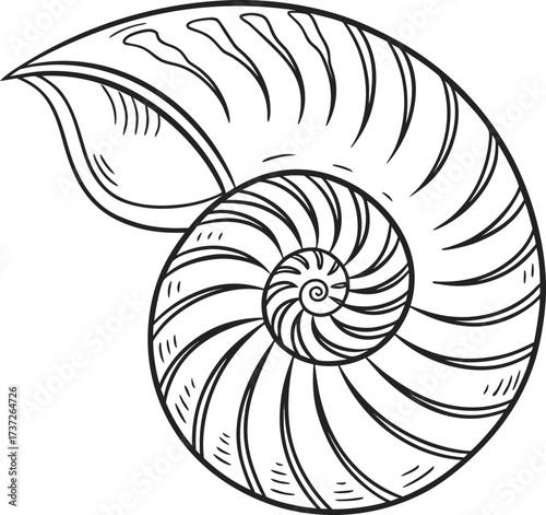 Detailed line art illustration of a nautilus shell, showcasing its intricate spiral pattern isolated on white background