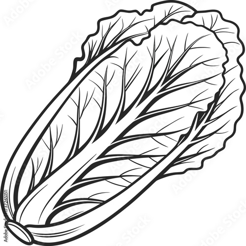 Detailed line art illustration of a napa cabbage, showcasing its leafy texture isolated on white background