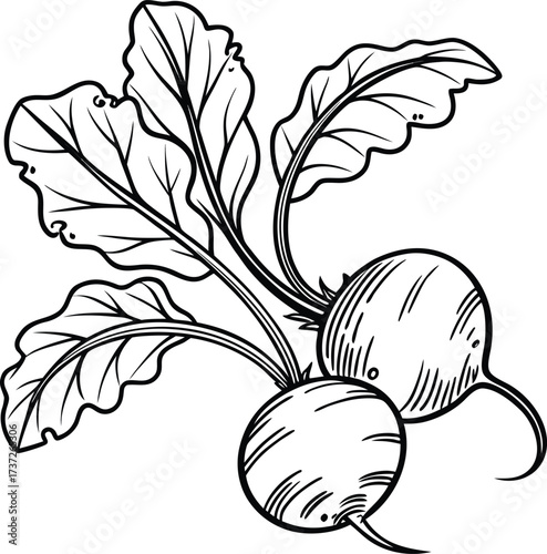 Detailed line art illustration of a radish, showcasing its root and leaves isolated on white background