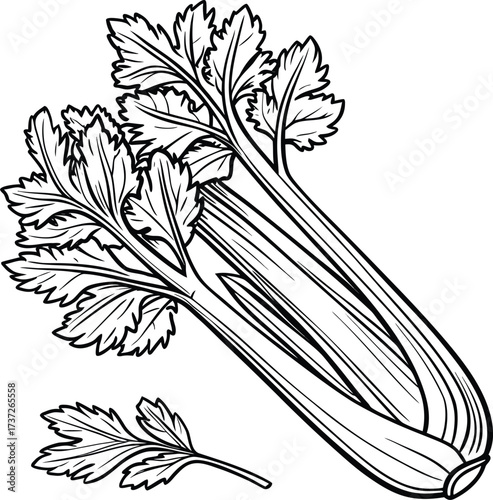 Hand drawn celery illustration isolated on white background healthy vegetarian food ingredient fresh organic vegetable for salad