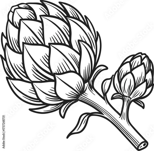 Artichoke isolated on white background, a thistlelike vegetable with edible flower buds and spiny leaves, a culinary delicacy