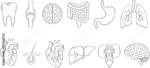 Gray Outline of Human Organs on White Background Tooth, Joint, Brain, Intestine