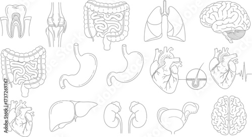 Gray line art drawing of human internal organs on transparent background in outline style