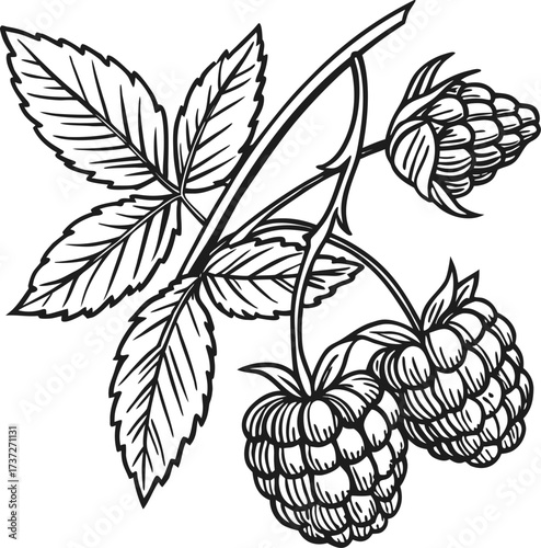 Raspberry branch with ripe berries and leaves isolated on white background, a botanical illustration of a delicious fruit